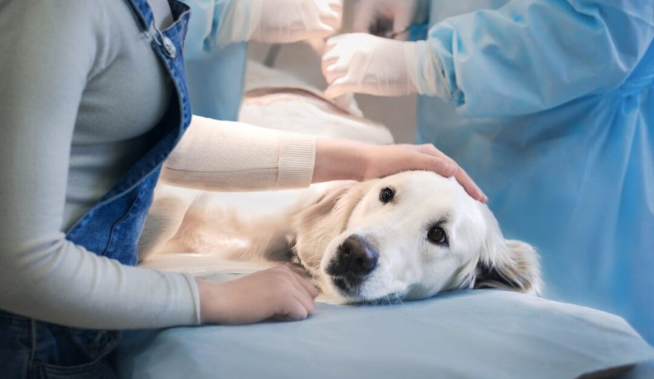 A veterinarian preparing a vaccination at AMC